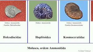 Molusco, ordem Ammonitida mollusca Pseudocrioceras Euaspidoceras Skirroceras Oxynoticeratidae