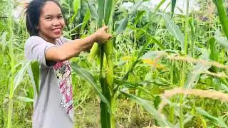 Village life in Nepal. Filipina mom is back in the village! Harvesting own grown corn