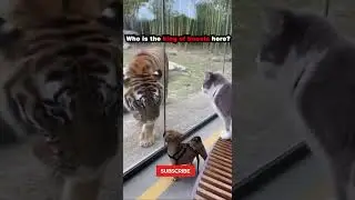 The Fearless Cat Who Took on a Tiger to Save a Friend! 🐱🐅