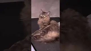 Pretending not to hear😩😭😁 #cat #catlovers #shorts