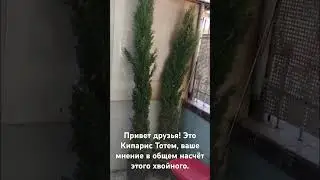 Кипарис Тотем.  Можно ли сажать у себя в саду? #хвойные