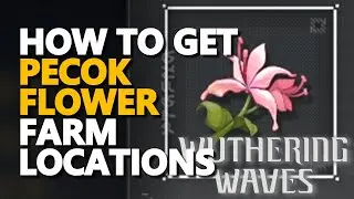 How to get Pecok Flower Locations Wuthering Waves