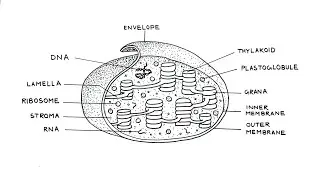 How to draw Chloroplast labelled drawing | Chloroplast diagram drawing of CBSE Board exam |