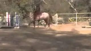 MOV054