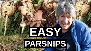 PARSNIPS How To Grow Parsnips | Winter Hardy Vegetable