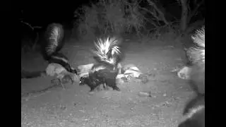 Dunked by a Skunk #funny #texascritters