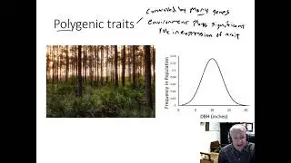 Tree Breeding A - phenotype; Mendelian and polygenic traits; quantitative genetics concepts