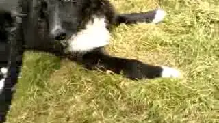 Chien et bout de corde