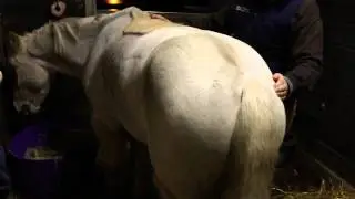 Farlie having is 2nd Bowen treatment with Equine l Rebalance - Bowen Therapy for Horses