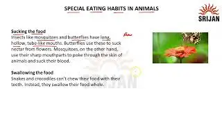4. Special Eating Habits in Animals