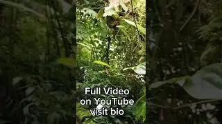 #Mtv #amazonrainforest #amazonriver #viralshorts #viral #viralvideo