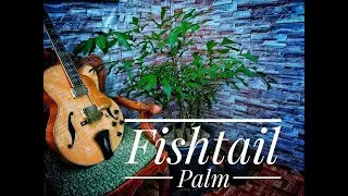 INDOOR PLANT IDEAS (Fishtail Palm)