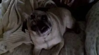 Dogbook Movie: Max Cocking His Head