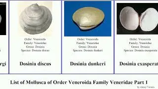 List of Mollusca of Order Veneroida Family Veneridae Part 1 dosinia callista chione hard shell gem