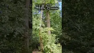 Hello Summer &mdash; Forest Sounds ASMR 🌿 | Лесные звуки и летнее спокойствие
