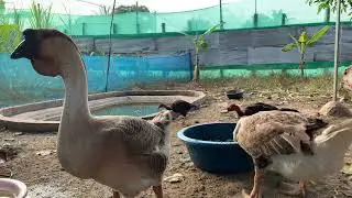 African Geese Raised in Asia