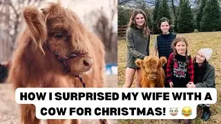 How I Surprised My Wife With A Highland COW For Christmas! 🐮😂❤️