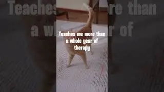 The Cat Just Knows 🌞 #deephouse #newsong #shorts #makemylyricsmove #summertrack