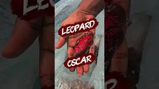 leopard super red oscar♨️ #oscarfish #freshwaterfish #aquariumfish #fishkeepinghobby #shortvideo