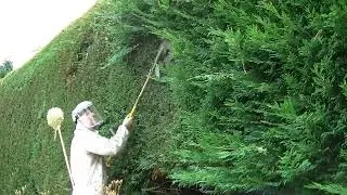 The modified hedge trimmer in action