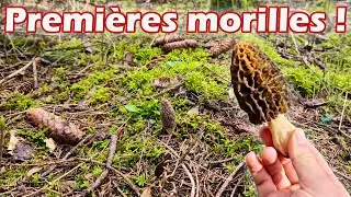 Morilles 2021, la chasse est ouverte, c'est parti !