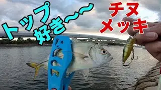 チヌ＆メッキはトップゲーム！超ライトタックルで勝負