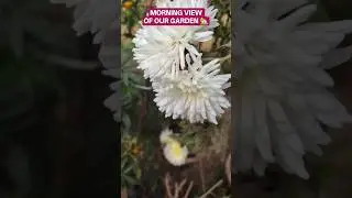 #village #villagelife #villagevlog #villagelifestyle #gardening #garden #flowergarden #flowers