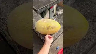Experiment: Will cantaloupe and watermelon explode when rolled down from a tall building? 🍈#shorts