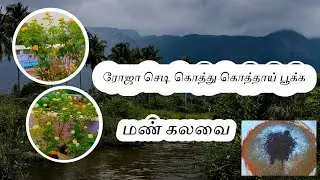 ரோஜா செடிக்கு தரமான மண் கலவை #rose #rosegarden Holistic Wellness 