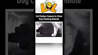 Paws & Play: Cat&rsquo;s Hilarious Reaction to Dog&rsquo;s Remote Obsession! #funnypets #hilariouspets #funny
