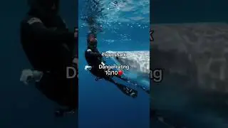 No Sharks in South Africa? Think Again 😳#wildlife #shark #ocean #shorts