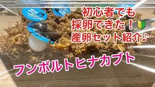 【フンボルトヒナカブト】初心者でも卵が取れた産卵セット！