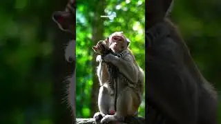 Mom monkey love baby cat