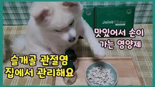 슬개골 관절염 집에서 관리해요/간식보다 맛있는 그린펫엔젯 조인트츄 관절 슬개골 영양제