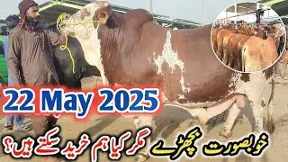 Shahpur kanjra Mandi Lahore 2025 | Cow Mandi Lahore 2025 | Cow Qurbani 2025  | Lahori shauk