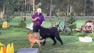 Multi dog households: 2 dogs playing with separate toys