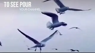 eagle birds black keys live Wild selections of eagle birds, bulbul, sparrows and pigeons attack