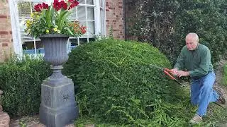 pruning Yew shrubs, how to cut back Taxus, different types of yews explained