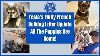 Tesla's Fluffy French Bulldog Litter Update All The Puppies Are Home!