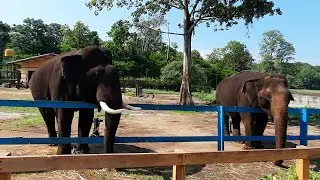 Harangi Tree Park and Elephant Camp, Kushalnagar, Coorg, Karnataka | Harangi Elephant Camp | Harangi