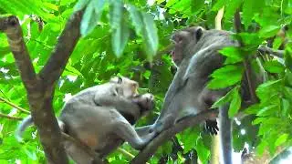 Kidnapper monkey Kidnap Baby cry, Mum Monkey Try to take back, Adorable Baby Monkey Jonna Cry Scare