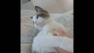 너 고양이 아니지.... 