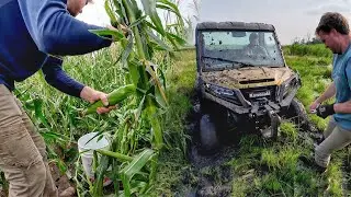 Sweet Corn Harvest and very Stuck UTV