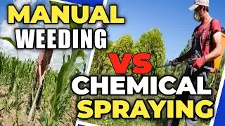 Advantages and DISADVANTAGES of Manual WEEDING vs CHEMICAL WEED Control | @farmguards