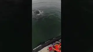 Too close for comfort!  #adventure #mosselbay #whale #gardenroute #adrenalinerush