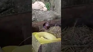 Ragunan zoo jakarta ⁉️ keseruan Azizah bermain di kebun binatang Ragunan 