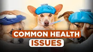 5 Most Common Health Issues with Dogs
