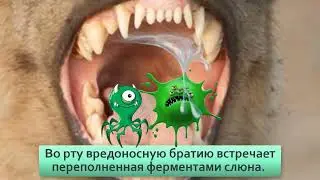 Почему падальщики жуют всякую гадость, но не умирают и даже не болеют