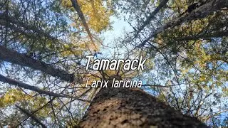 Tamarack | Trees of New Brunswick