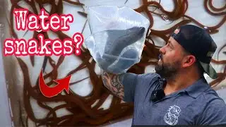 *UNBOXING* FISH shipment from PERU lots of awesome fish in stock